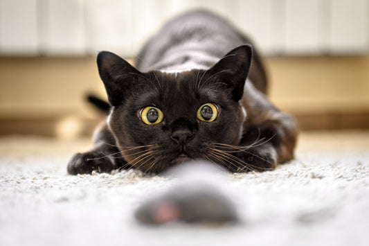Waarom spelen met je kat essentieel is voor zijn gezondheid