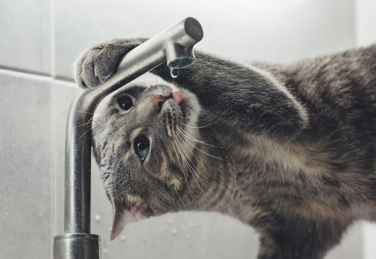 Het Oerinstinct van Katten en Hun Drinkgewoontes