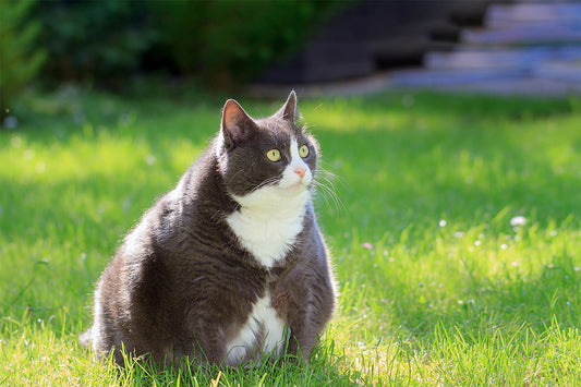 De gevaren van overgewicht bij katten