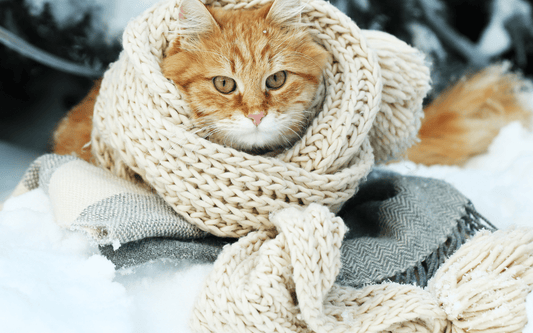 Katten en kou