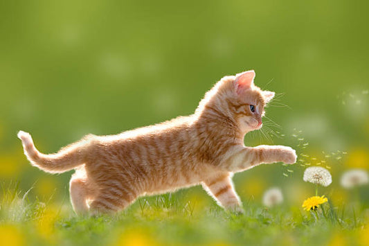 Wat doet de lente met je kat?