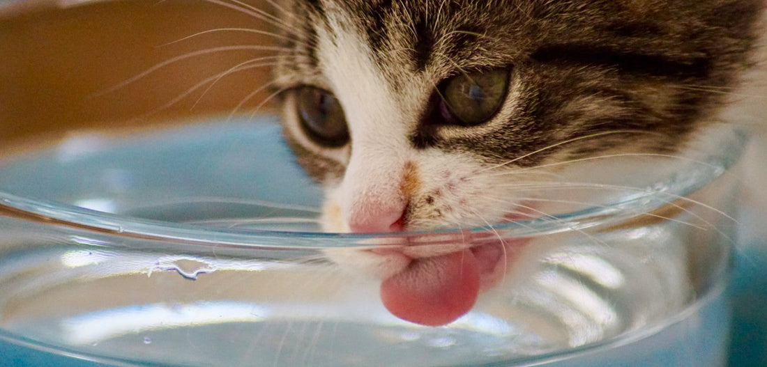 Meer drinken in de lente: waarom een drinkfontein helpt