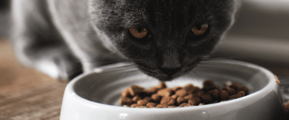 Hoe een automatische voerbak kan bijdragen aan een gezond eetpatroon van je kat
