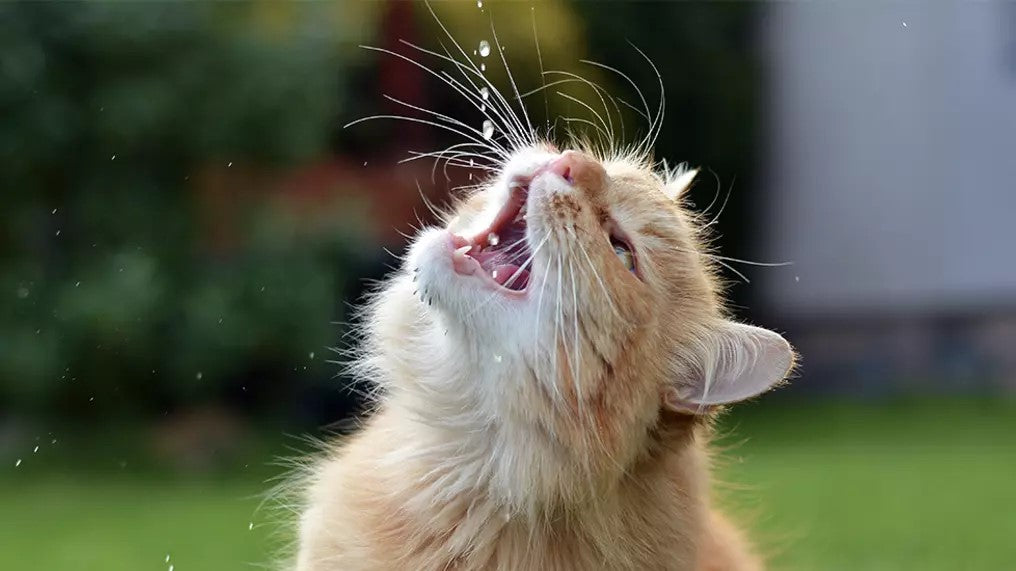 Hoe Zorg Je Voor Voldoende Hydratatie Bij Je Kat?