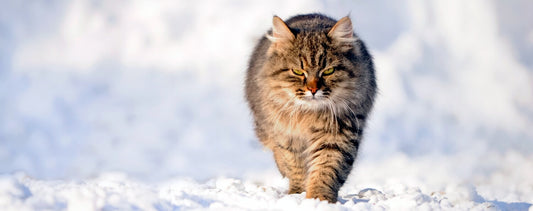 Hoe de winter het gedrag van je kat verandert