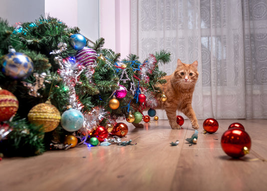 Zo voorkom je dat je kat in de kerstboom klimt: Tips voor een veilige feestperiode