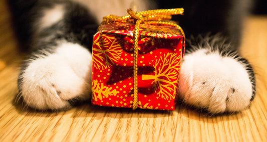 Sinterklaas vieren met je kat: Hoe maak je er een feest voor jullie beiden van