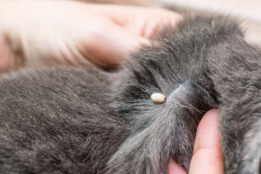 Bescherm je kat tegen teken en vlooien