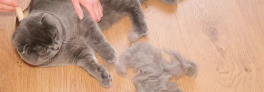 De rui: hoe help je je kat door de verharing heen?