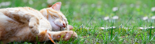 Zelfgemaakte verkoelende snacks voor je kat – gezonde en verfrissende traktaties