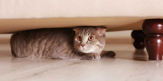 Zo help je je kat ontspannen tijdens Oud en Nieuw