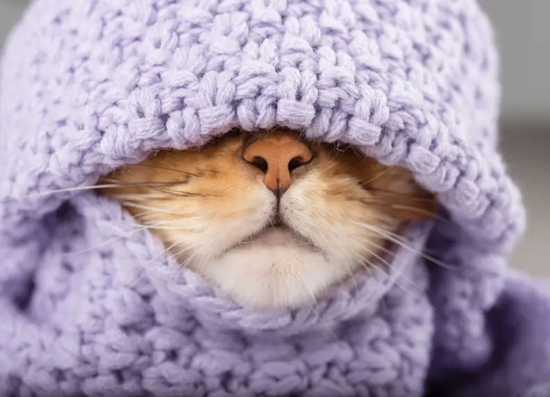 Kan je kat een winterdip krijgen?
