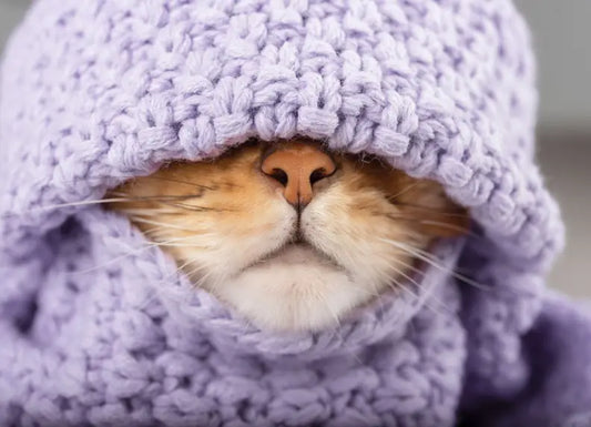 Kan je kat een winterdip krijgen?