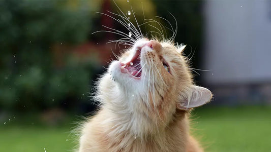 Katten en hun fascinatie voor bewegend water