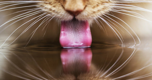De Fascinerende Drinktechniek van Katten