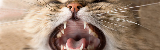 Waarom goede mondgezondheid belangrijk is voor je kat