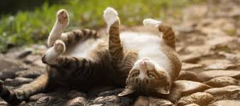 Krolse katten in de lente: wat je moet weten