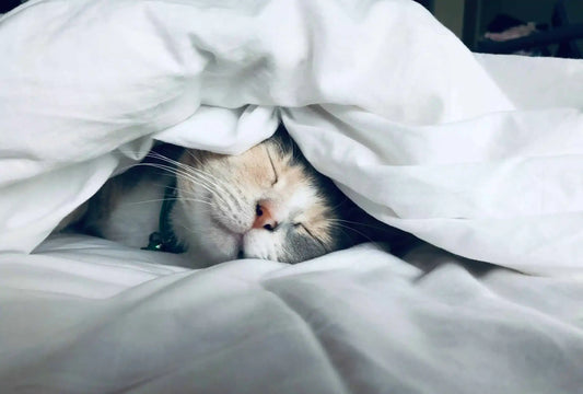 Het belang van routine voor een gezonde kat