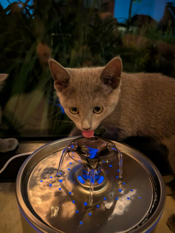 CatElite klantfoto