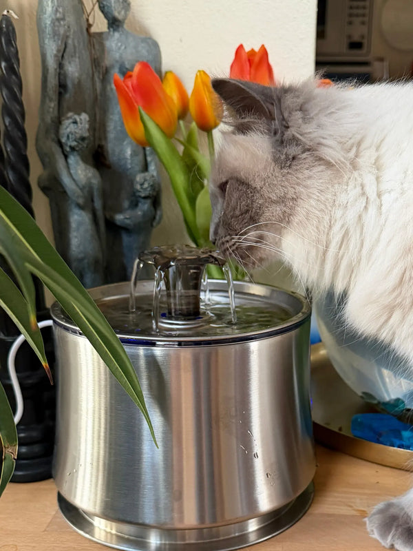 CatElite klantfoto