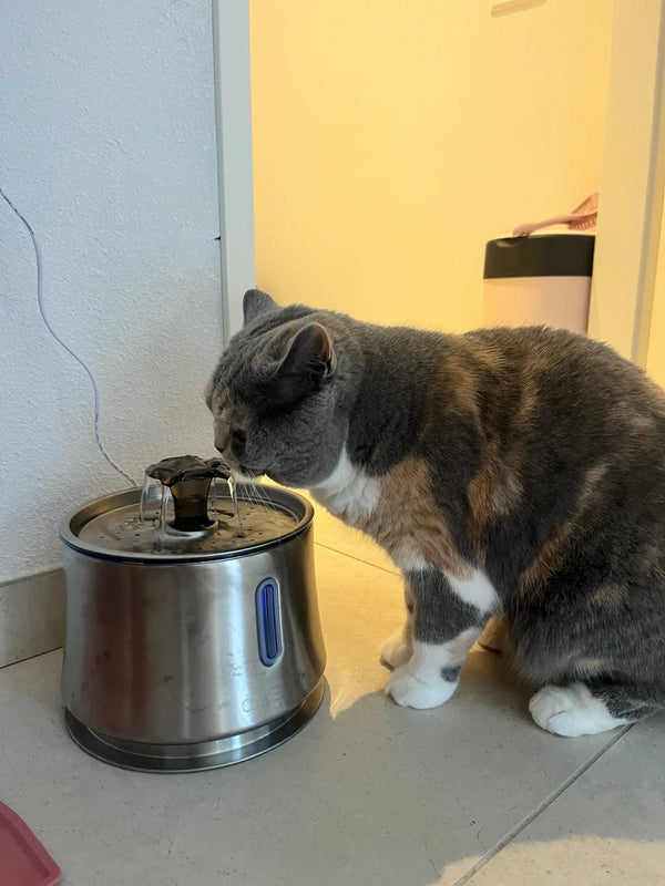 CatElite klantfoto