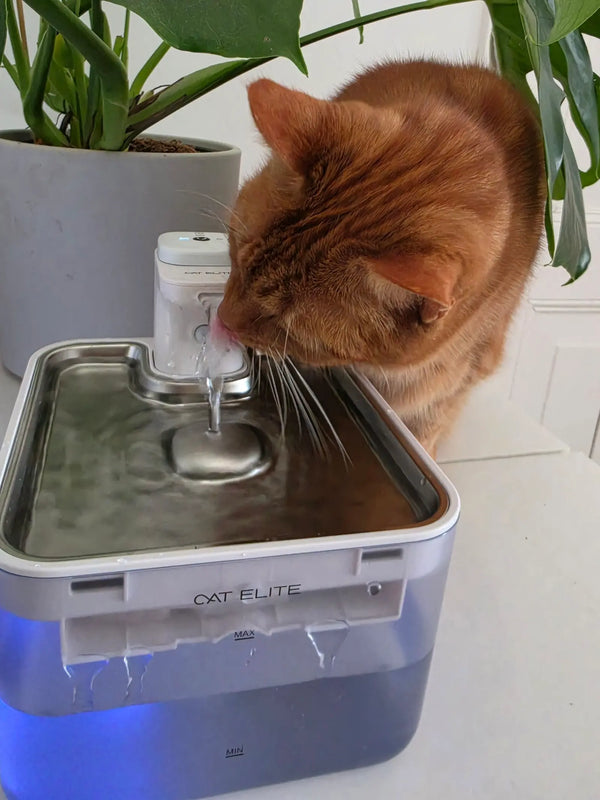 CatElite klantfoto