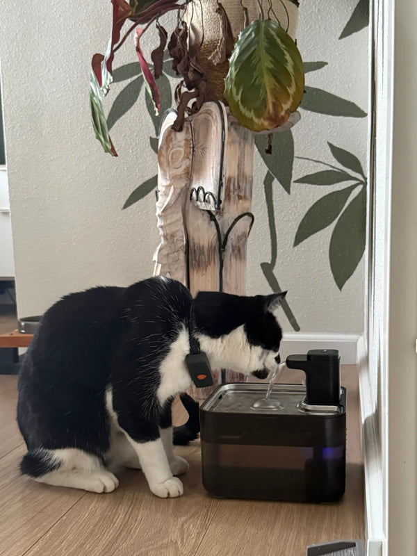 CatElite klantfoto