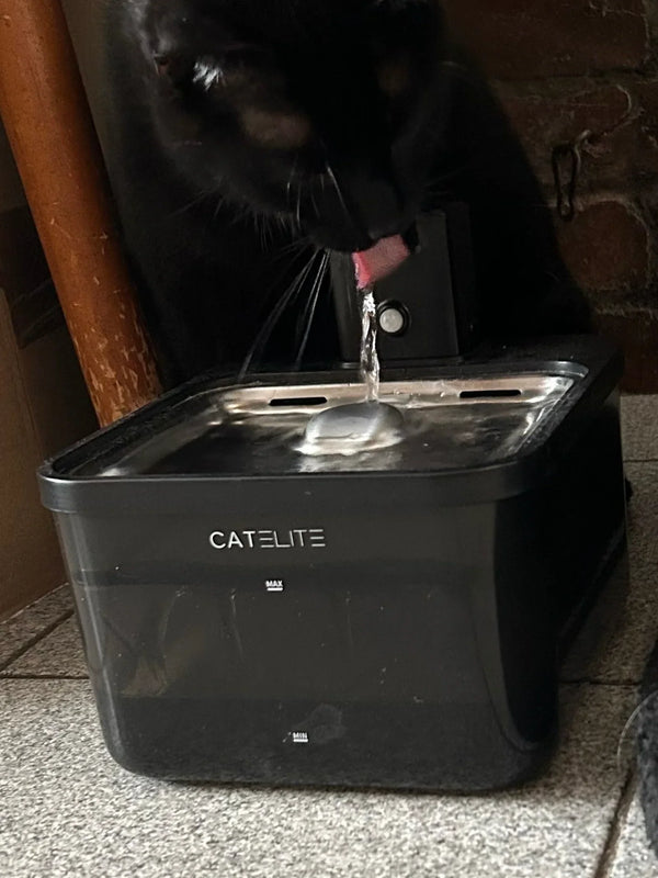 CatElite klantfoto