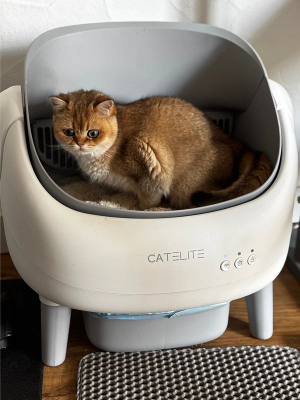 CatElite klantfoto