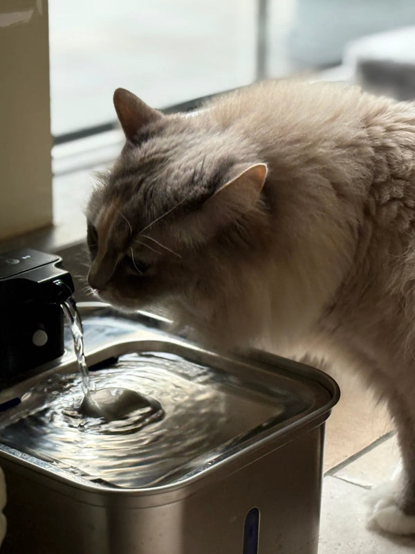 CatElite klantfoto