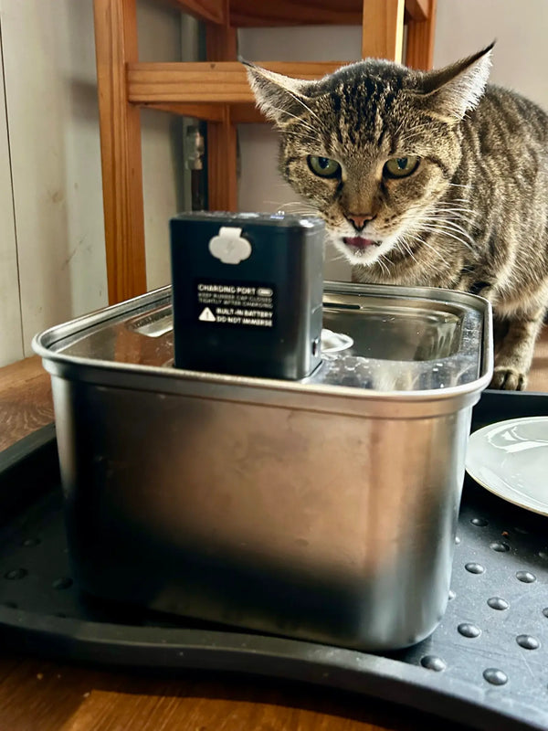 CatElite klantfoto