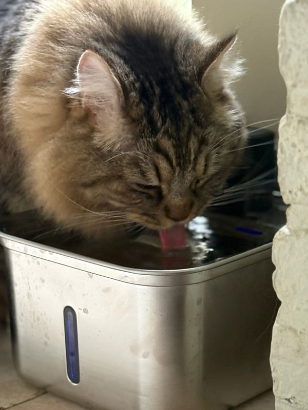 CatElite klantfoto