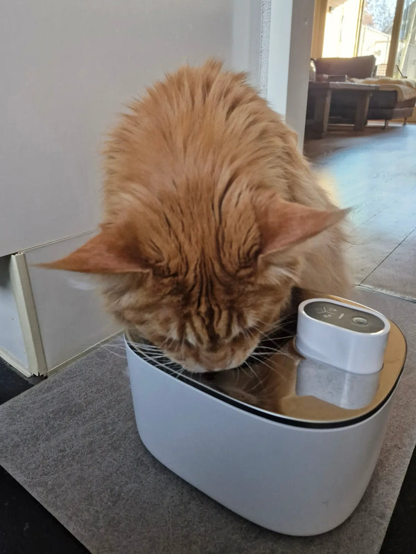 CatElite klantfoto