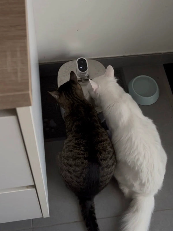 CatElite klantfoto