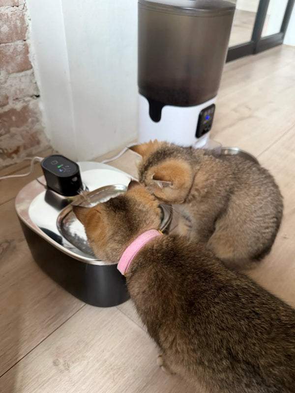 CatElite klantfoto