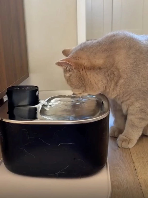 CatElite klantfoto
