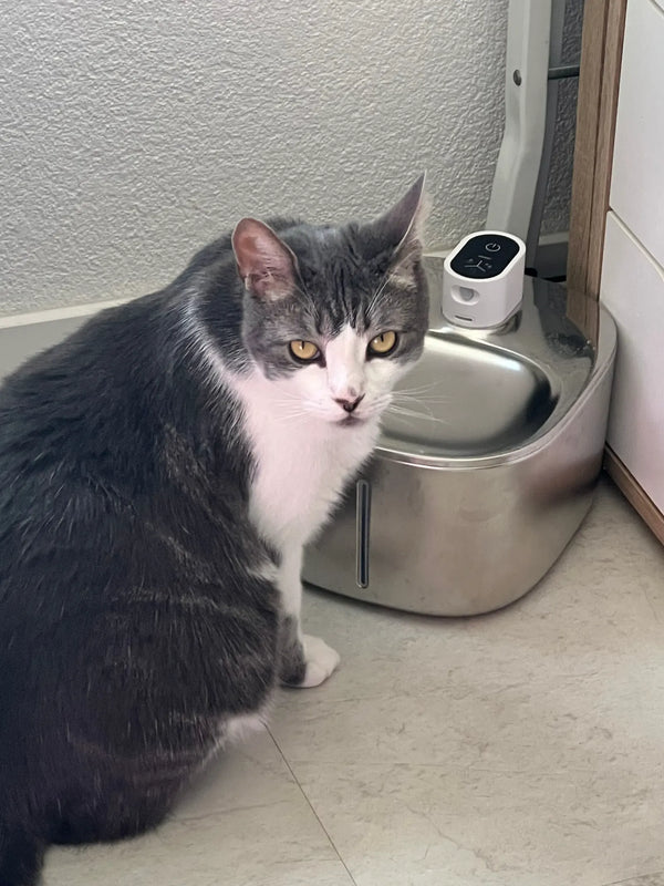 CatElite klantfoto