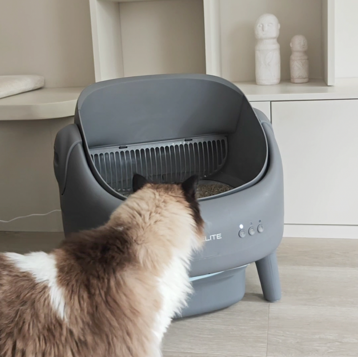 A cat discovers the Ease