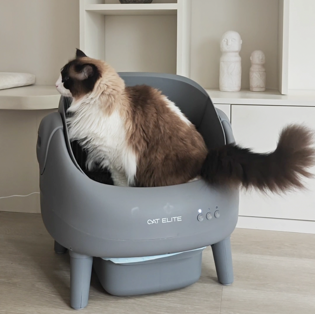 A cat uses the Ease for the first time