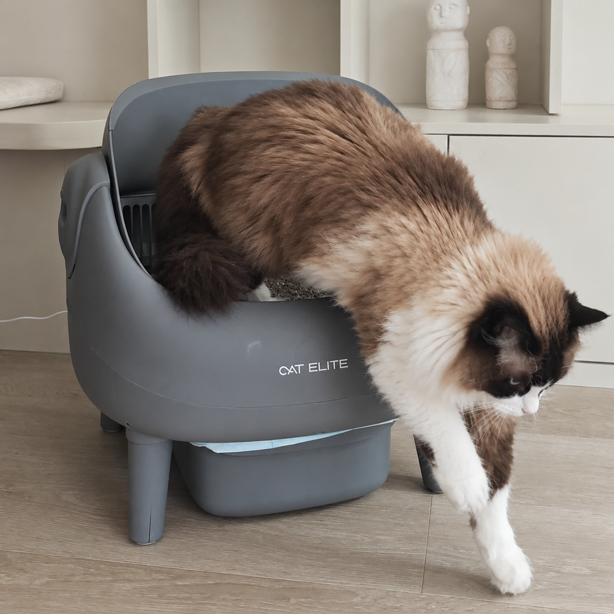 A cat feels completely at home at Ease