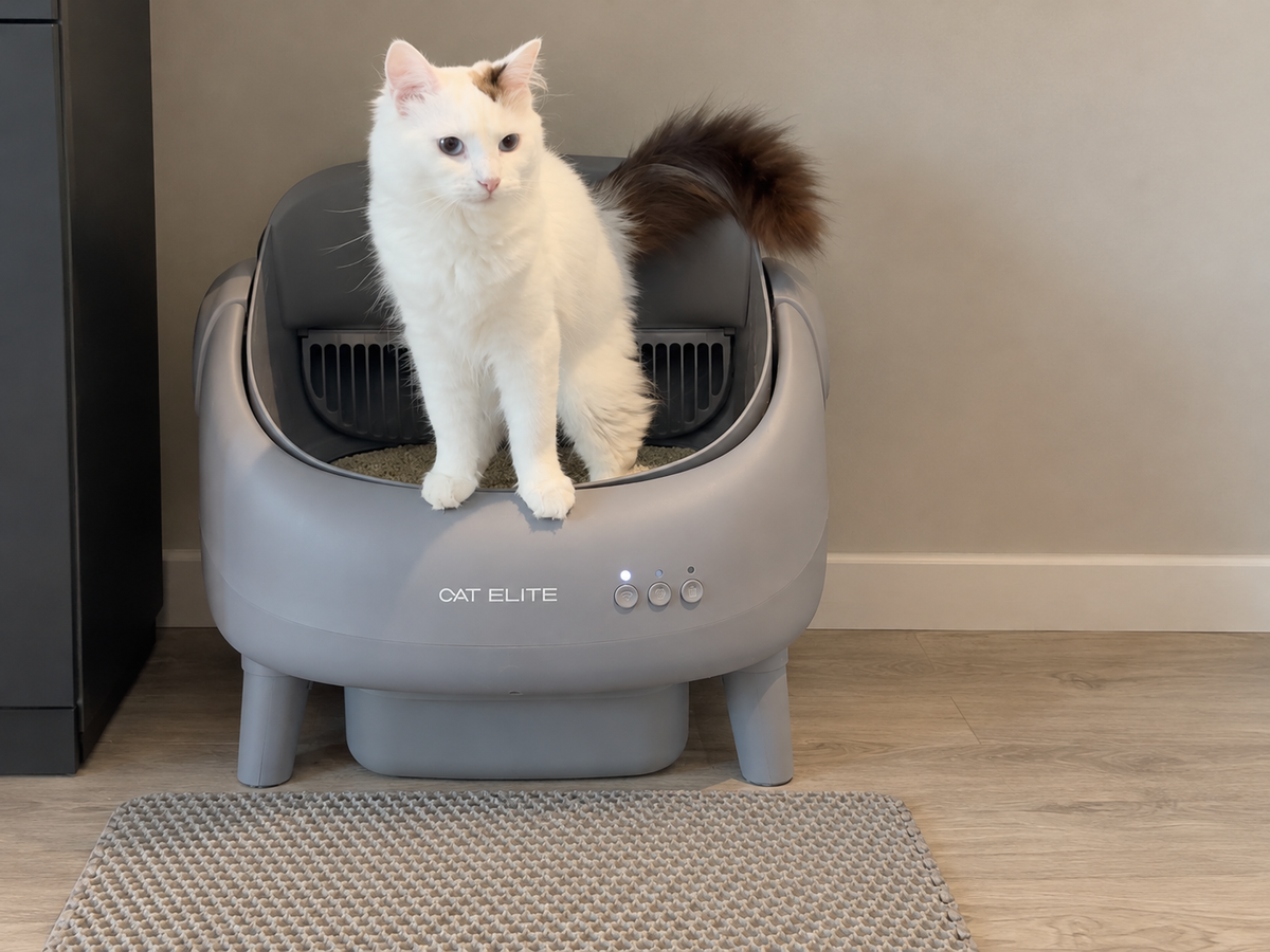 A cat at Ease